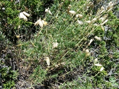 Silene spergulifolia