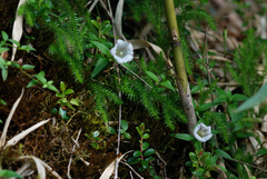 Tripterospermum microphyllum