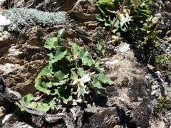 Campanula alliariifolia