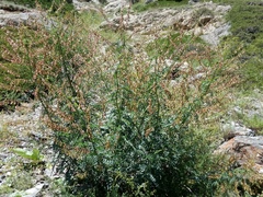Astragalus galegiformis