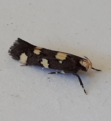 Limnaecia tetraplanetis