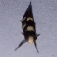 Limnaecia tetraplanetis