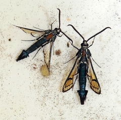 Synanthedon exitiosa