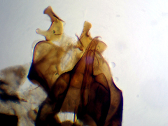 Clistoabdominalis ruralis