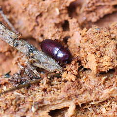 Uloma tenebrionoides