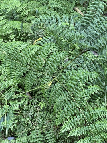 Dennstaedtia scandens, photograph 2