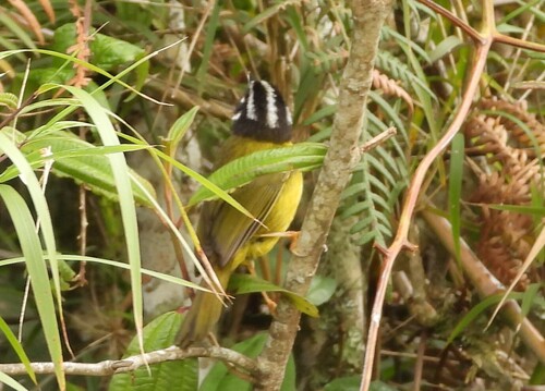Santa Marta Warbler (Myiothlypis basilica), photo 8