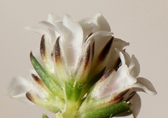 Euchaetis schlechteri