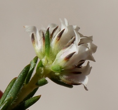 Euchaetis schlechteri