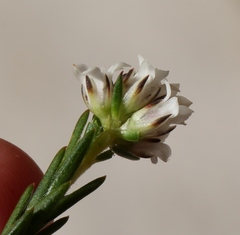Euchaetis schlechteri