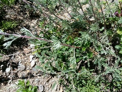 Artemisia marschalliana