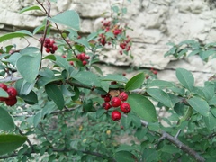 Cotoneaster meyeri