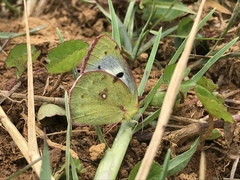 Colias nilagiriensis