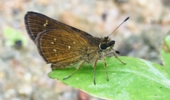Arnetta vindhiana