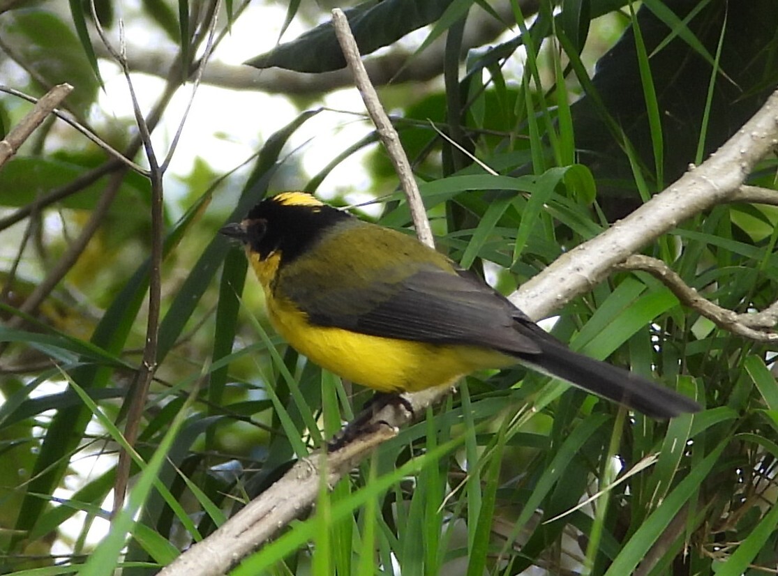 Yellow-crowned Whitestart (Myioborus flavivertex), photo 4