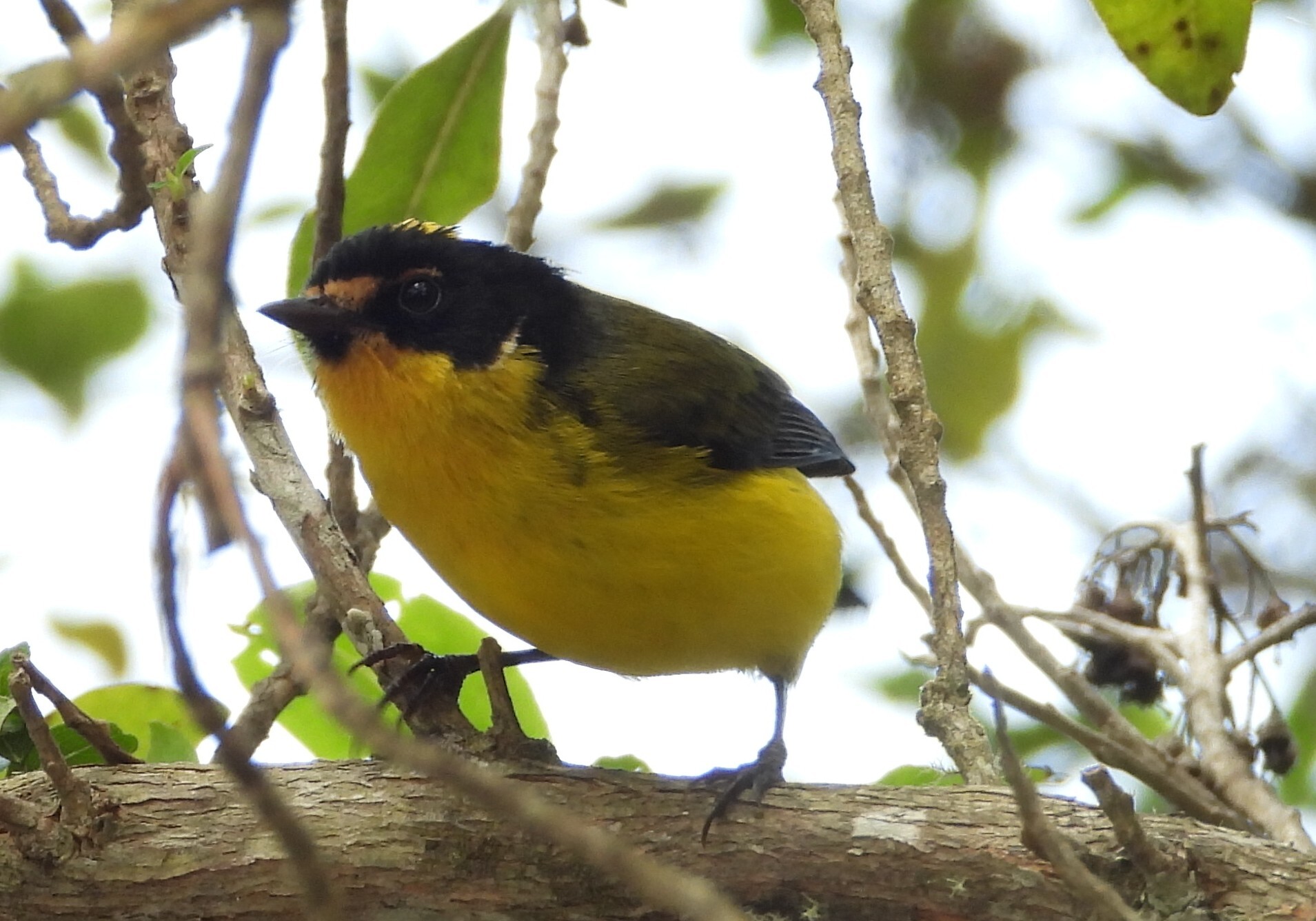 Yellow-crowned Whitestart (Myioborus flavivertex), photo 5