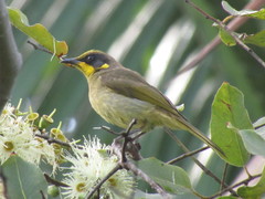 Lichenostomus melanops