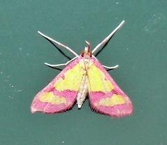 Choristostigma roseopennalis