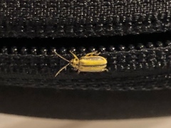 Xanthogaleruca luteola