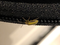 Xanthogaleruca luteola