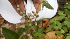 Ageratum conyzoides