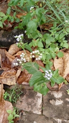 Ageratum conyzoides