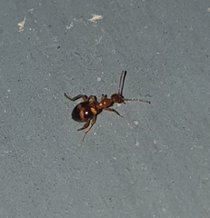 Acanthinus scitulus