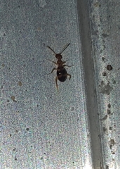 Acanthinus scitulus