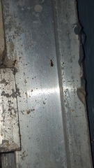 Acanthinus scitulus