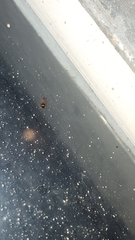 Acanthinus scitulus