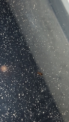 Acanthinus scitulus