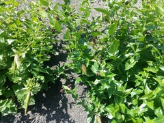 Vincetoxicum funebre