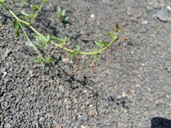 Cleome ornithopodioides