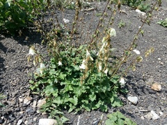 Campanula alliariifolia