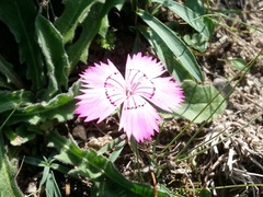 Dianthus caucaseus