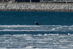 Haliaeetus leucocephalus