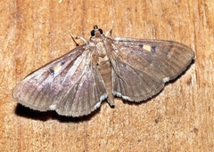 Herpetogramma sphingealis