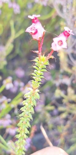 Image of Erica retorta by (c) Adele SL, some rights reserved (CC BY)