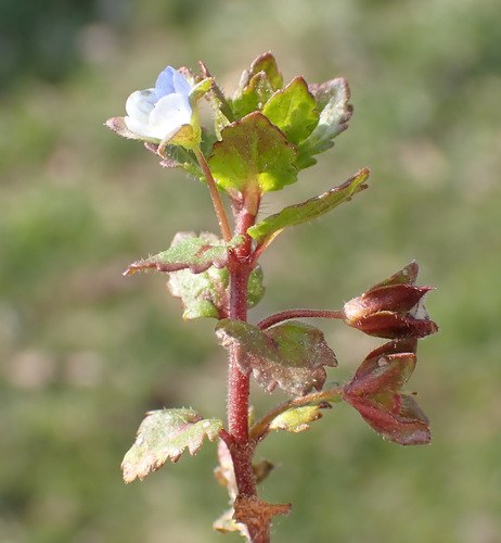 Image of Veronica agrestis by (c) Thomas Gyselinck, some rights reserved (CC BY)