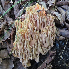 Ramaria obtusissima