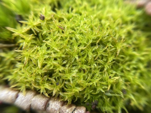 Image of Lesser Bird's-Claw Beard-Moss (Streblotrichum convolutum) by (c) Joss Carr, some rights reserved (CC BY)