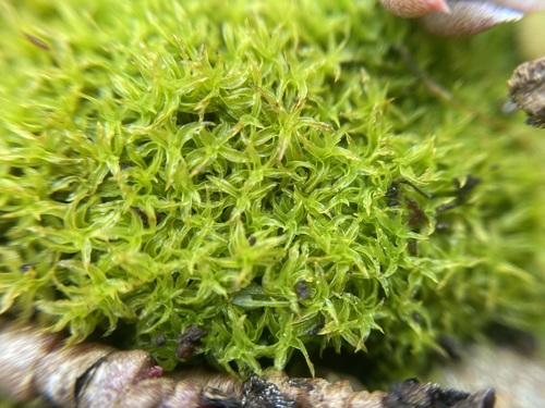 Image of Streblotrichum convolutum by (c) Joss Carr, some rights reserved (CC BY)