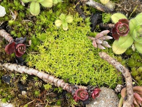Image of Streblotrichum convolutum by (c) Joss Carr, some rights reserved (CC BY)