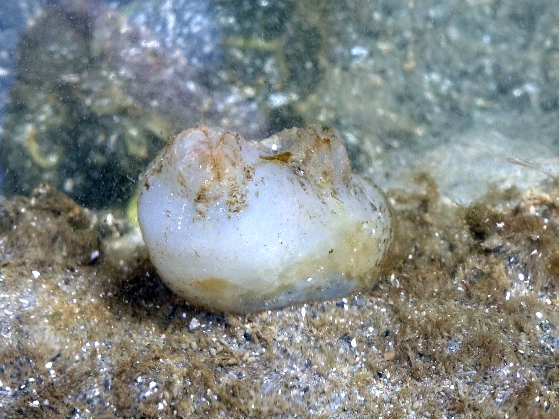 Ascidiella aspersa (Müller, 1776)