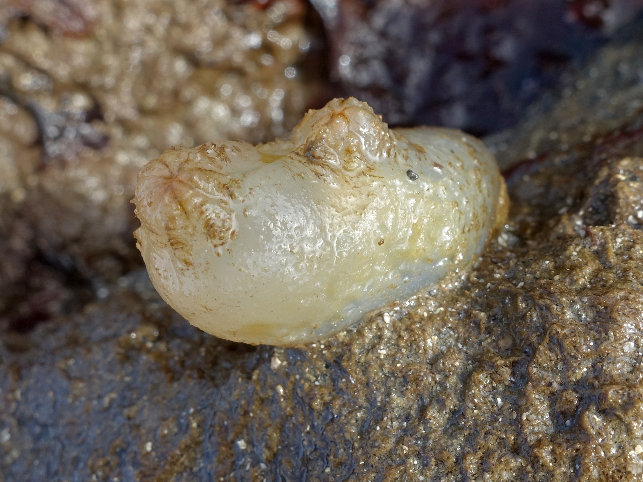 Ascidiella aspersa (Müller, 1776)