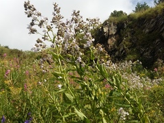 Campanula lactiflora