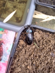 Carabus purpurascens