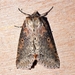 Tufted Thyatirine Moth - Photo (c) Lori Owenby, some rights reserved (CC BY-NC), uploaded by Lori Owenby