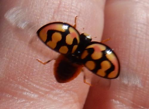 Sulfurous Lady Beetle