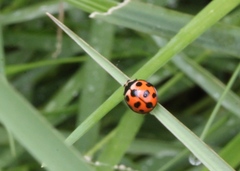 Coelophora bissellata